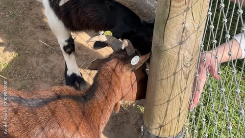 Brown goat interacts with wooden post and human hand in farmyard setting, showcasing playful behavior and curiosity