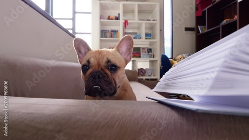Cute French Bulldog sits behind sofa armrest with open book resting on it, gazing with look of mild reproach or confused curiosity - as if wondering why we stopped reading. After time, she turns away