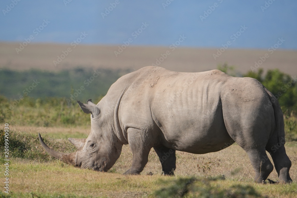 Obraz premium Rinoceronte negro en el P. N. Lago Nakuru