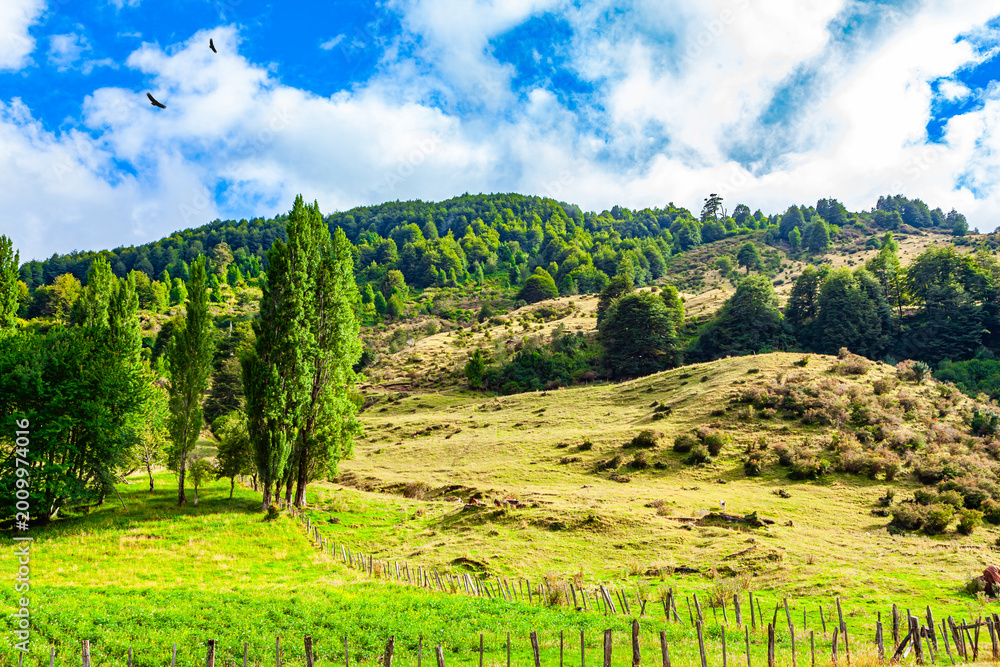 Obraz premium The green grass field