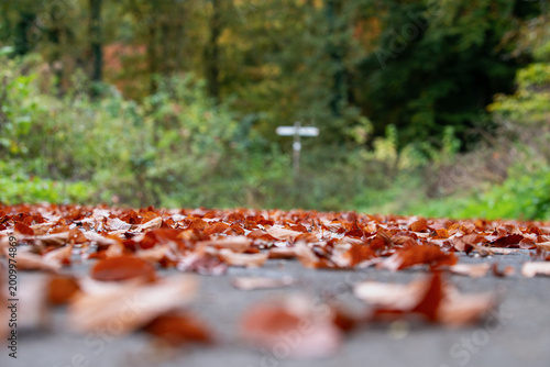 Obraz na płótnie Autumn leaves on path in forest with soft background and signpost - Herbstlaub bedeckt einen Weg im Wald, während im Hintergrund ein Wegweiser zu sehen ist