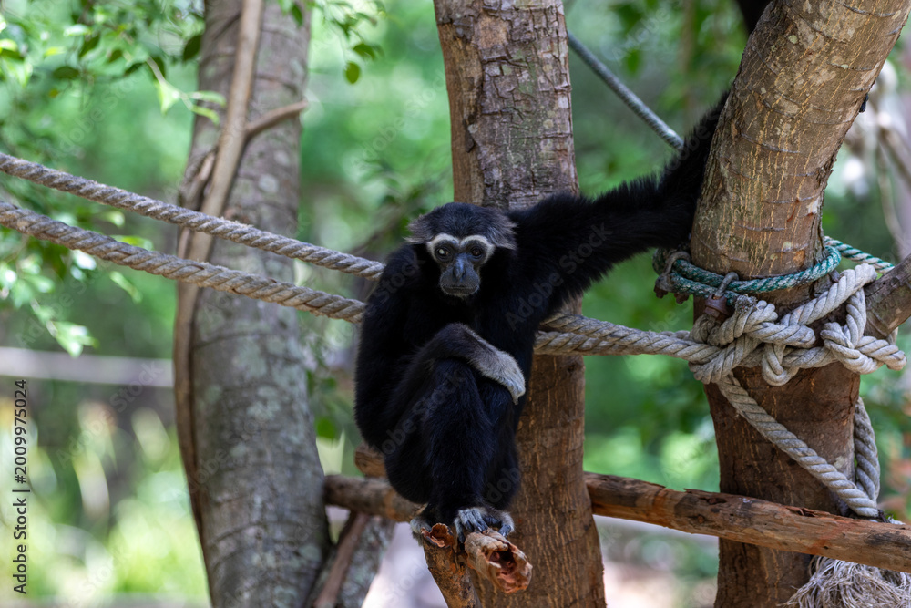 Obraz premium A black furred gibbon with white facial markings sits pensively on a wooden structure in a forest environment.