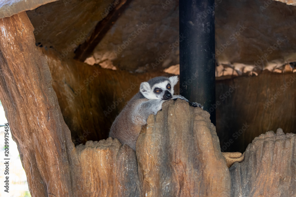 Fototapeta premium A ring tailed lemur rests its head on a stone ledge while relaxing inside a shaded rocky enclosure.