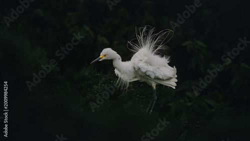 Foto great white heron ardea cinerea