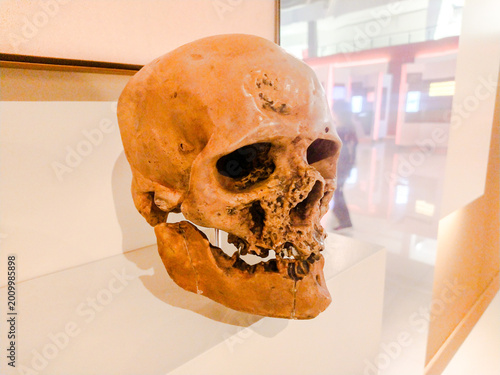 Картината върху платно This ancient human skull exhibit represents archaeology and evolution