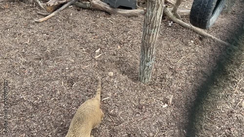 Coati explores natural habitat with logs and tire in the background, showcasing playful behavior in a wildlife enclosure