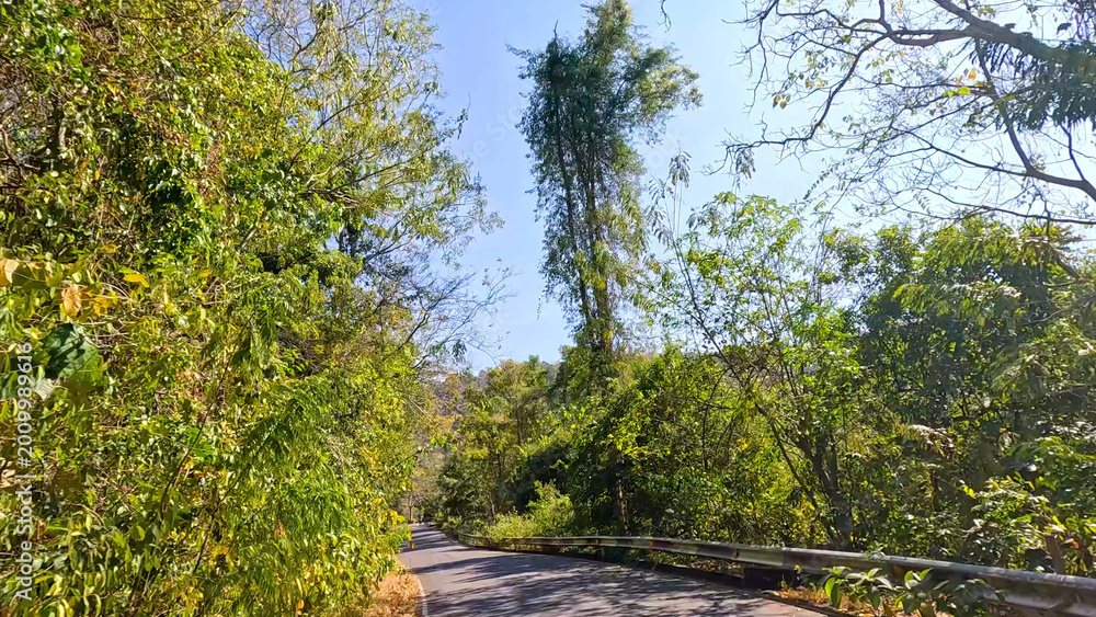 Fototapeta premium Winding Asphalt Road Through Lush Tropical Forest in Chonburi Thailand