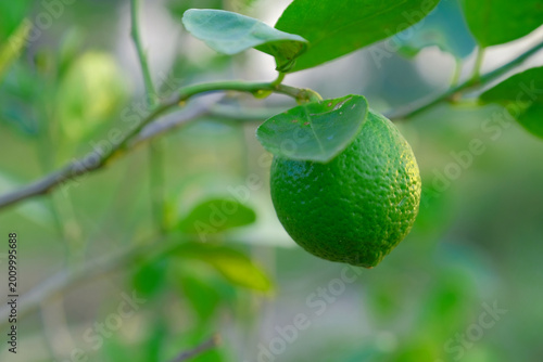Schilderij op canvas Lime on the Branch: A vibrant, verdant lime, fresh from the tree, embodies nature's refreshing bounty, captured in exquisite detail amid verdant foliage