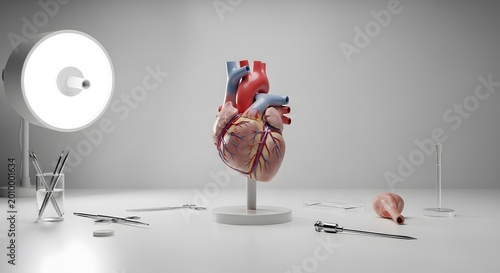 Anatomical human heart model standing on white desk surrounded by medical tools in bright modern laboratory studio