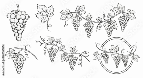 Vignettes of grapes with vines and leaves in a sketch art style