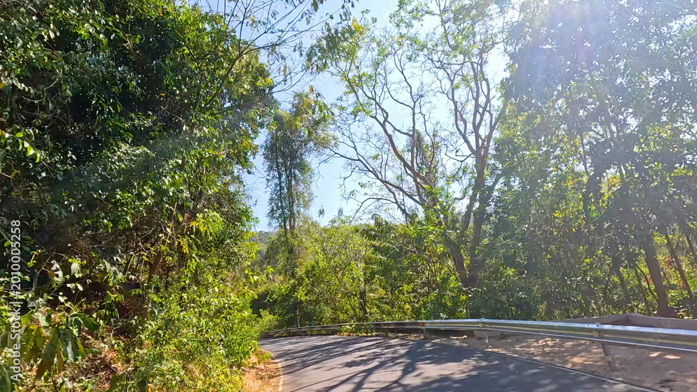 Fototapeta premium Sunlit Winding Road Through Dense Tropical Forest in Chonburi Thailand