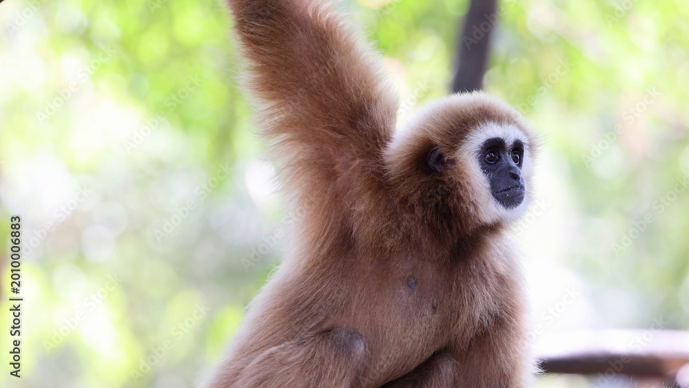 Fototapeta premium Lar Gibbon with Raised Arm Observing Surroundings at Khao Kheow Zoo