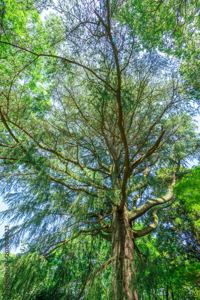 Fototapeta premium 爽やかな公園風景