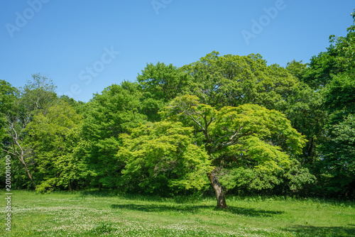爽やかな公園風景
