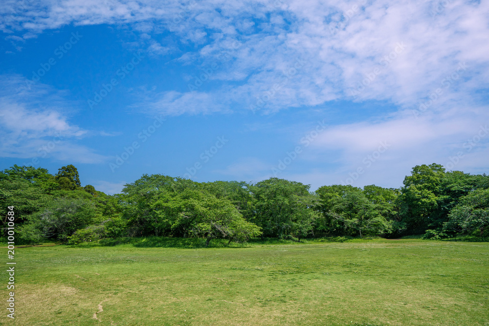 Fototapeta premium 爽やかな公園風景