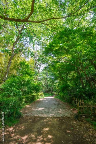 爽やかな公園風景