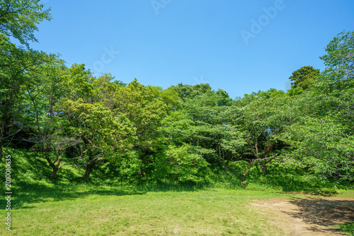 爽やかな公園風景