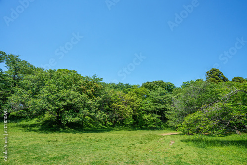 爽やかな公園風景