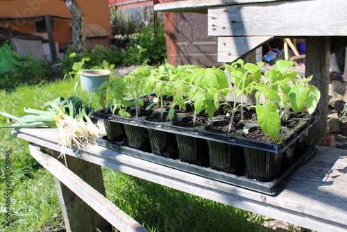 Tomato seedlings are arranged in black plastic trays on a wooden table in a garden, with green grass and a flower pot visible in the background
