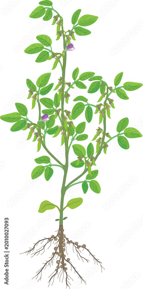 Obraz premium Soybean Plant with Young Pods 