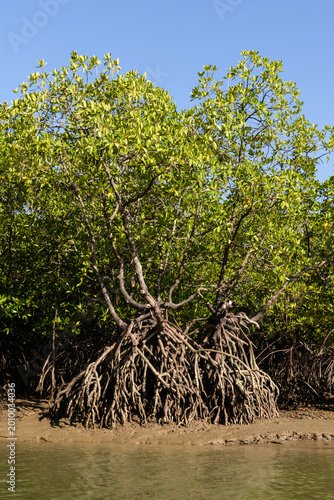 Billede på lærred Mangrove trees, which thrive mainly in coastal saline or brackish water, growing along the shoreline of Phang Nga Bay, southern Thailand
