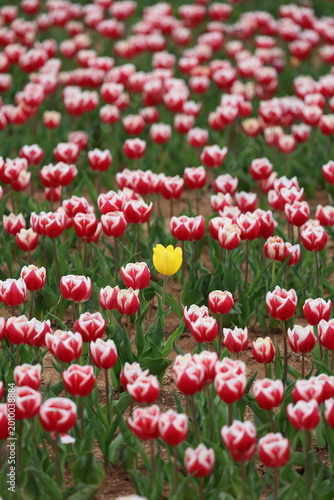 Colorful tulip field. Vibrant pink flowers.tulip blooming. High quality photo