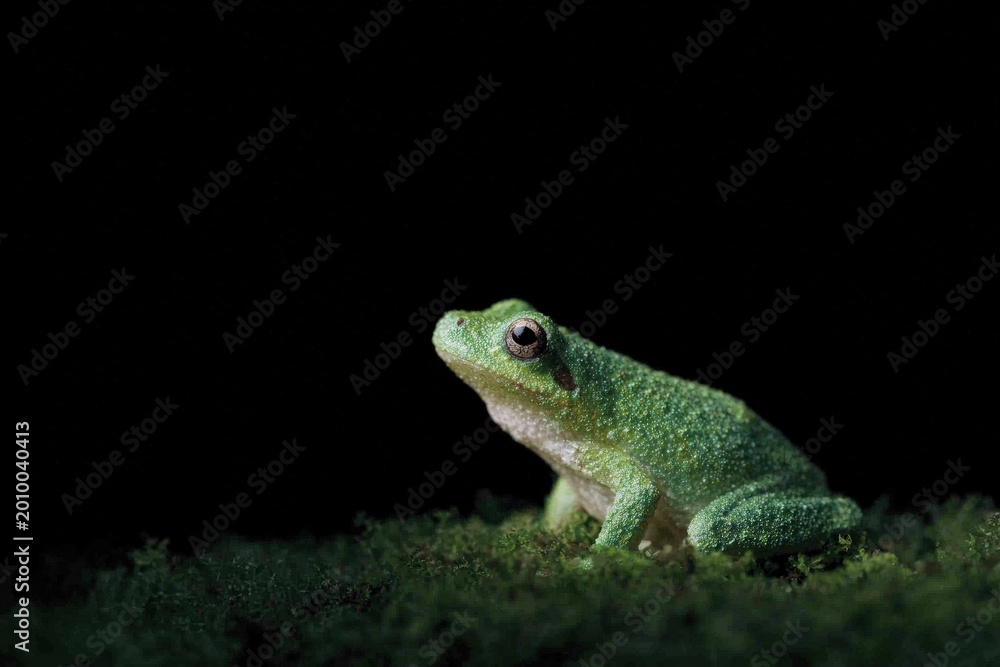 Obraz premium A green tree frog sitting on top of a moss covered ground against a dark background.