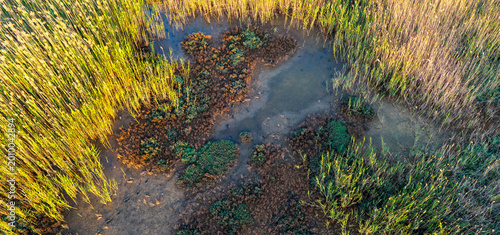 Foto Overhead photo of a shallow muddy puddle surrounded by warm glowing wetland reed