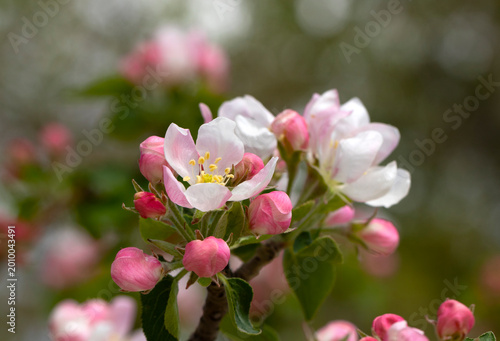 In April, an apple (Malus domestica) branch in full blooming as a spring background