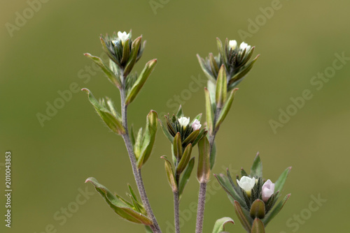 Buglossoides arvensis (field gromwell) is a Boraginaceae annual plant with small white to pale bluish funnel-shaped flowers, rough grey-green hairy stems, and hard nut-like seeds