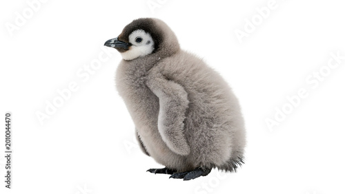 Fotografie Small baby penguin chick standing on ice isolated on transparent background