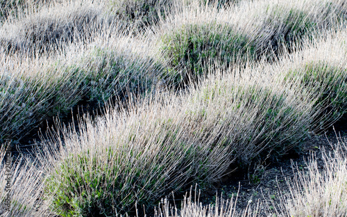фотографія Lavender plants in winter dormancy often appear gray and dry, a natural seasonal state as they conserve energy and prepare for regrowth in spring