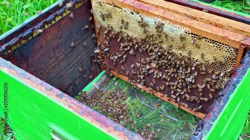Apis mellifera worker bees (family Apidae) cluster on comb surface as beekeeper inserts frame into Langstroth hive, showing active colony care and structured organization during inspection, static