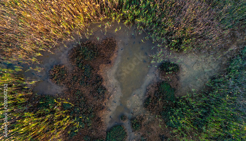 Фотография Vertical overhead shot of a drying wetland pond encased by vibrant green marsh r