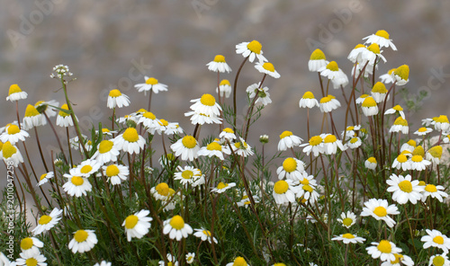Foto Chamomilla (chamomile) is a cheerful Asteraceae species with a hollow, cone-shaped yellow center and delicate white ray florets, commonly found in Anatolian steppes