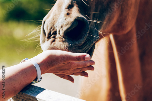 Foto Horse stand in stall on sunny summer day, human hand stroking and feeding foal