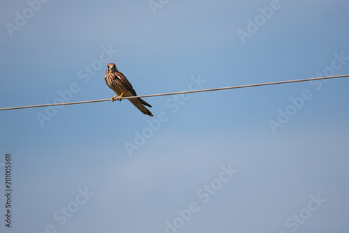 Φωτογραφία a bird sitting on a cable (Falco tinnunculus)