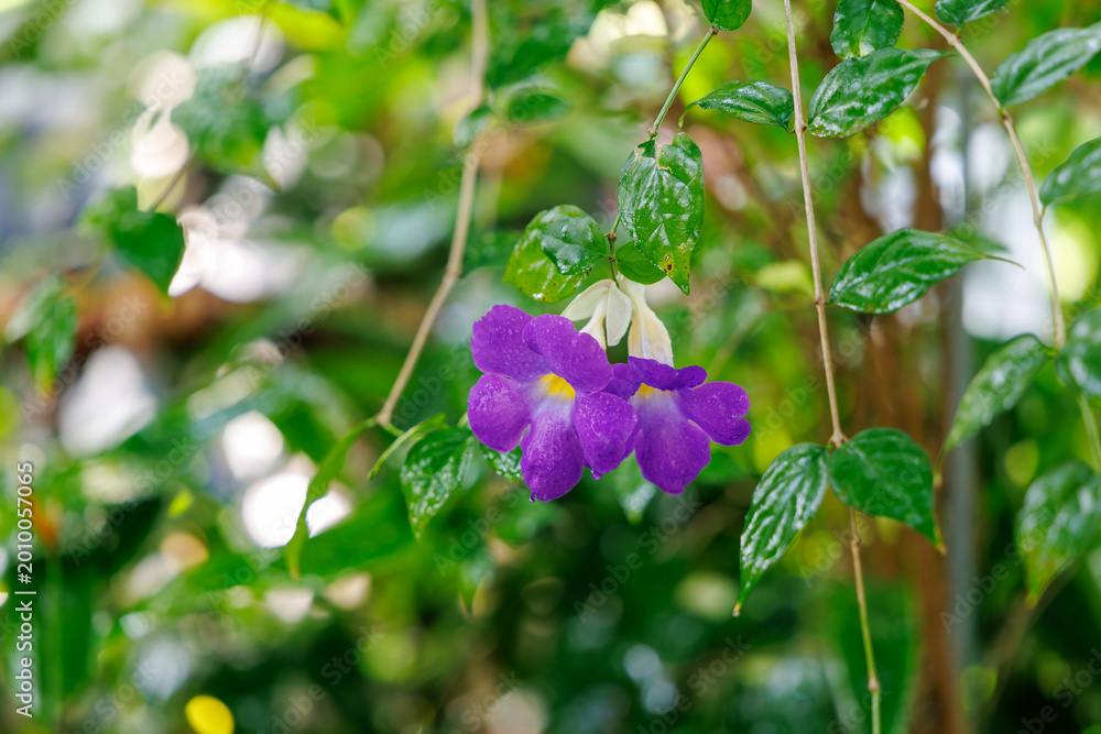 Obraz premium Purple Thunbergia erecta flowers blooming on a vine in a garden