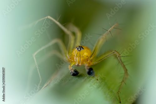 Schilderij op canvas Macro closeup capturing Oxyopes spider with long legs and detail