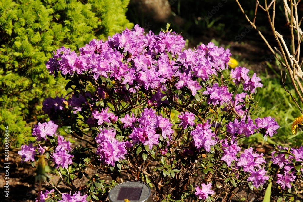 Obraz premium 1. Purple Spring Bloom 2. Azalea in Full Light 3. Vibrant Purple Flowers
