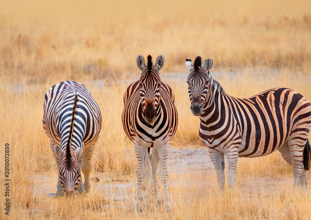 Fototapeta premium A group of zebras standing among the yellow grass in Etosha National Park in Namibia, in the African savannah, during a safari - Etosha National Park, Namibia