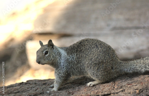 squirrel in the forest