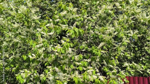 A blooming bird cherry bush in spring