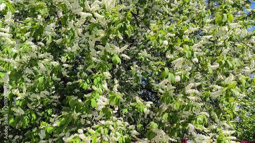 A blooming bird cherry bush in spring