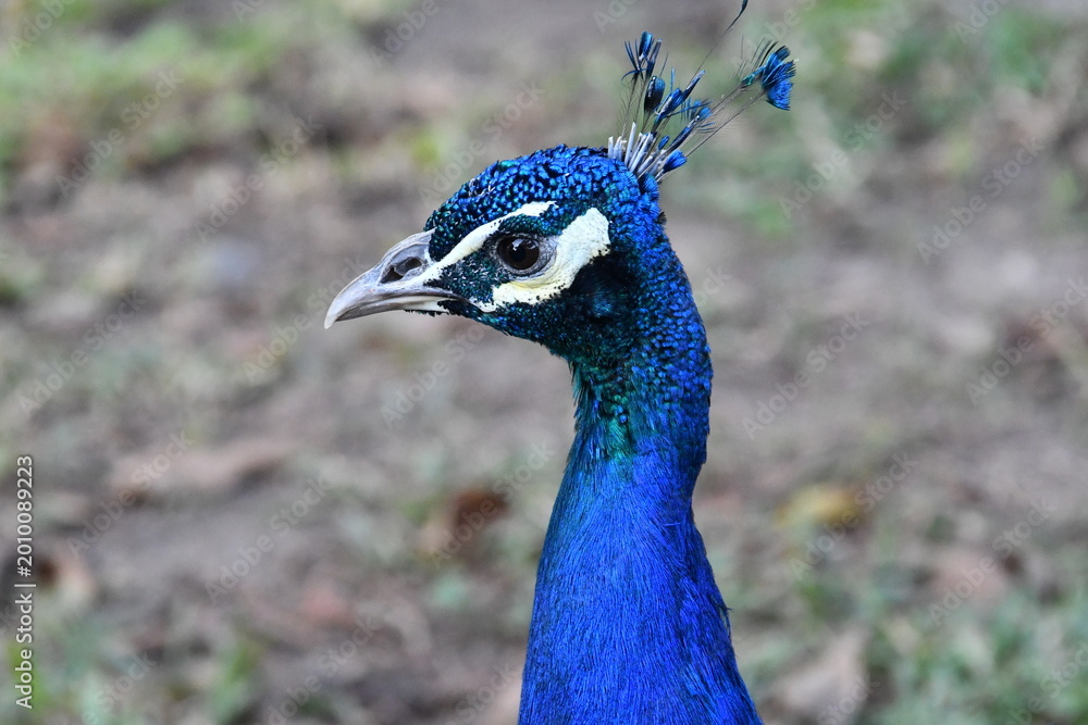 Obraz premium Pavão azul marinho em close-up mostrando a sua beleza exótica e deslumbrante no Campo do Santana - RJ 