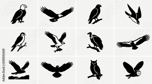 Flat silhouette icon set of birds of prey  bald eagle  golden eagle  hawk  falcon diving pose  kestrel perched  osprey  vulture  condor  harrier  buzzard  owl perched  barn owl flying