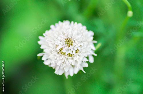 Sweet scabious or DIPSACACEAE, Kudo White or Scabiosa atropurpurea or Scabiosa columbaria or Scabiosa columbaria Kudo White or Scabiosa siamensis  Craib or white flower