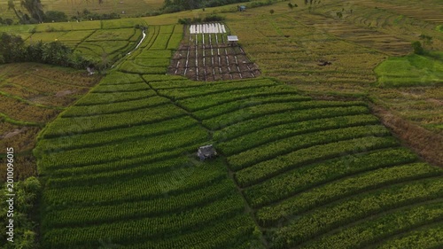Canggu Bali 4K drone aerial of lush rice fields in late afternoon light, tropical landscape with green paddies, rural scenery and soft natural lighting, Southeast Asia travel destination.