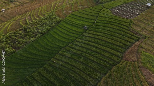 Canggu Bali 4K drone aerial of lush rice fields in late afternoon light, tropical landscape with green paddies, rural scenery and soft natural lighting, Southeast Asia travel destination.