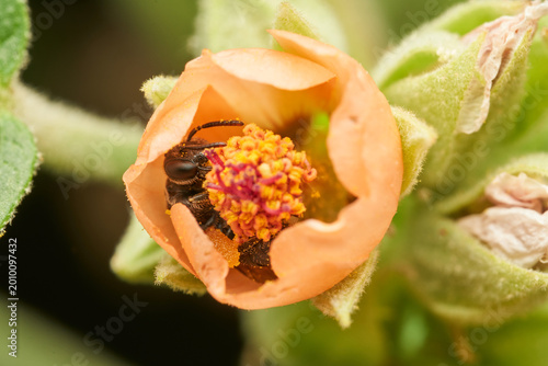 Insect gathering pollen within bright orange bloom